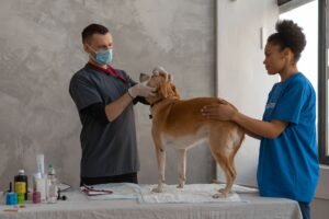 Pessoa estudando em um laptop com um cachorro e gato ao lado, simbolizando um curso de auxiliar veterinário online.