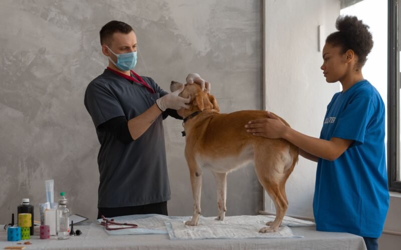 Pessoa estudando em um laptop com um cachorro e gato ao lado, simbolizando um curso de auxiliar veterinário online.